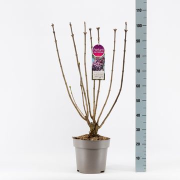 Syringa vulgaris 'Michel Buchner'