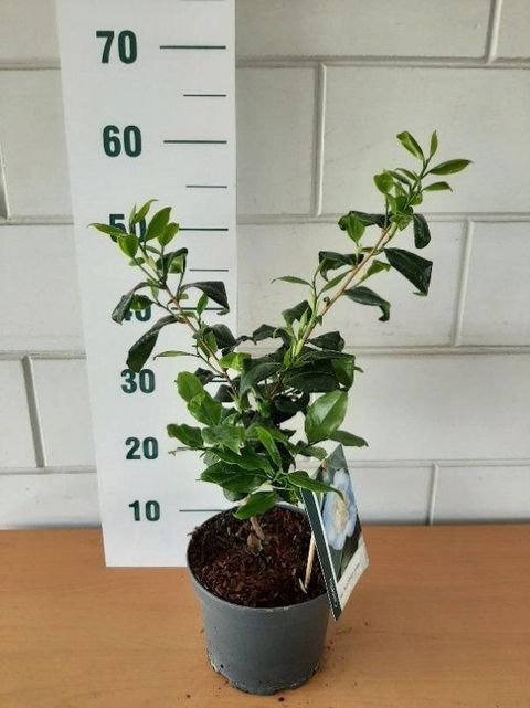 Camellia japonica 'Brushfield's Yellow'