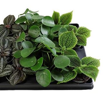 Pilea MIX