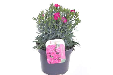 Dianthus caryophyllus 'Peman Violet'