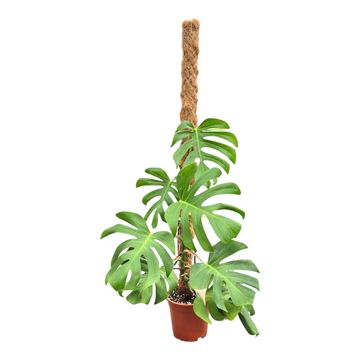 Monstera deliciosa 'Sierrana'