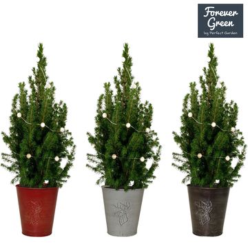 Picea glauca 'Conica'