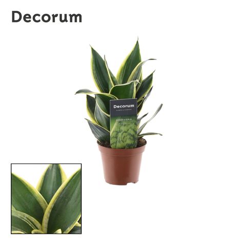 Sansevieria trifasciata BLACK STAR — Plant Wholesale FlorAccess