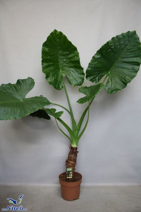 Alocasia macrorrhizos