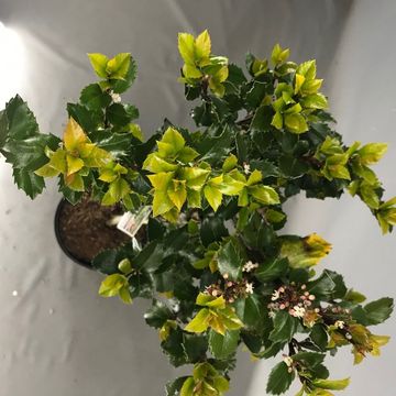 Ilex x meserveae 'Blue Prince'