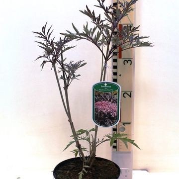 Sambucus nigra BLACK LACE