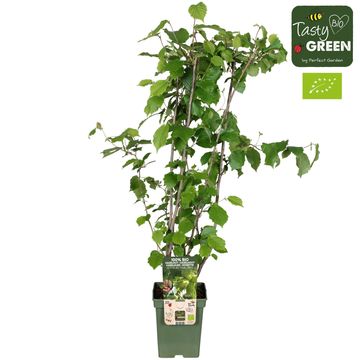 Corylus 'Pearson's Prolific'