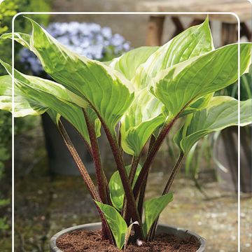 Hosta SORBET