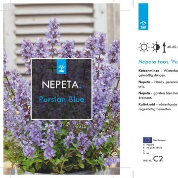 Nepeta 'Purrsian Blue'