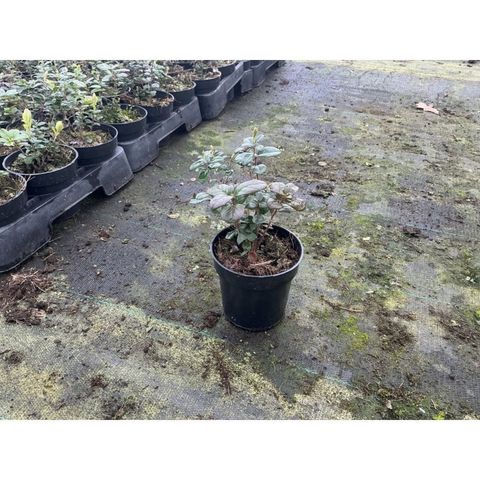 Vaccinium vitis-idaea