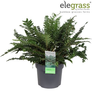 Polystichum neolobatum