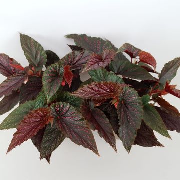 Begonia 'Polka Dot Pink'