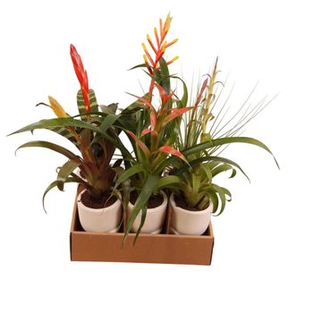 Bromelia MIX