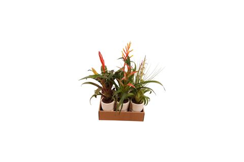 Bromelia MIX