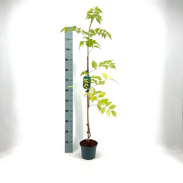 Campsis radicans 'Flava'