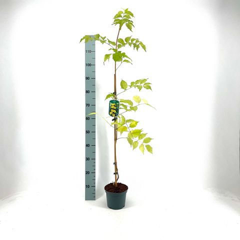 Campsis radicans 'Flava'