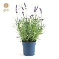 Lavandula angustifolia 'Felice'