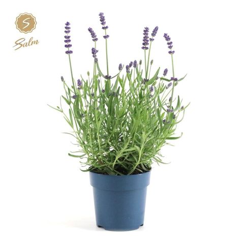 Lavandula angustifolia 'Felice'