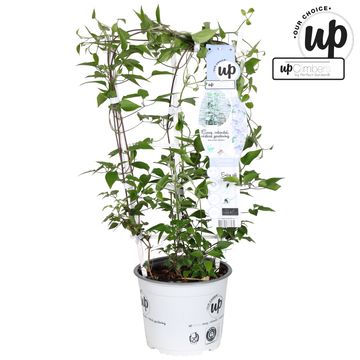 Clematis TRANQUILLITÉ