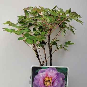 Paeonia suffruticosa 'Ling Hua Zhan Lu'