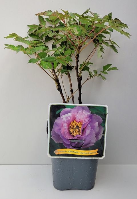 Paeonia suffruticosa 'Ling Hua Zhan Lu'