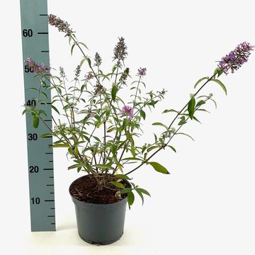 Buddleja davidii 'Empire Blue'