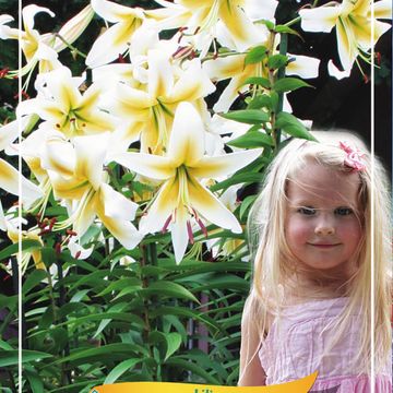 Lilium 'Mister Pistache'