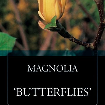 Magnolia 'Butterflies'