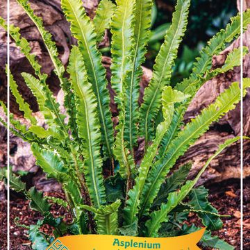 Asplenium scolopendrium 'Angustatum'