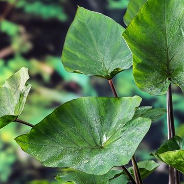 Colocasia esculenta 'Tea Cup'