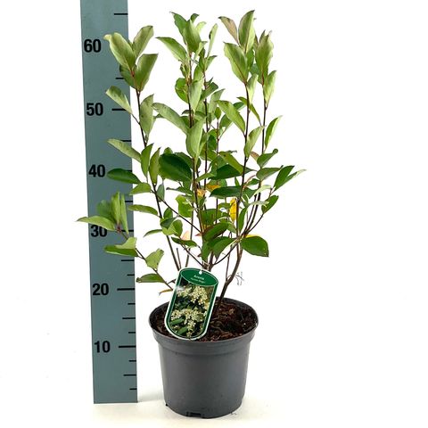 Aronia melanocarpa 'Autumn Magic'