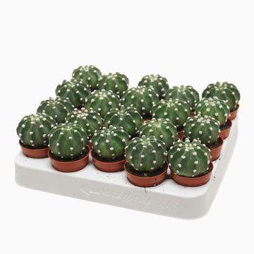 Echinopsis multiplex