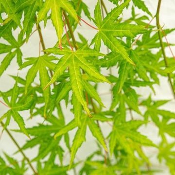 Acer palmatum CASCADE CITRINE