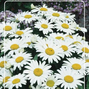 Leucanthemum SWEET DAISY CHRISTINE