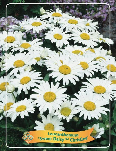 Leucanthemum SWEET DAISY CHRISTINE