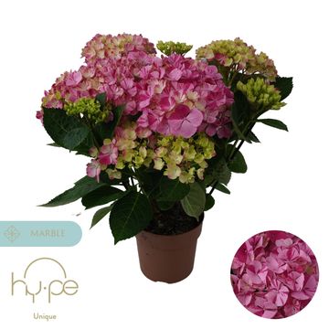 Hydrangea macrophylla 'Sweet Campino'