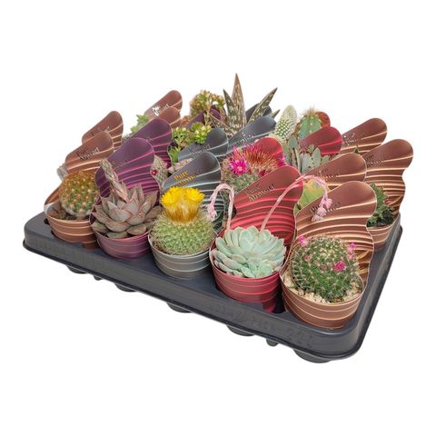 Cactus / Succulents MIX