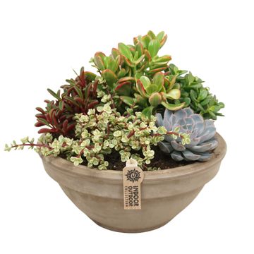 Composizione Succulents