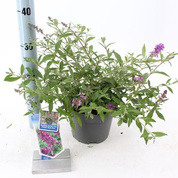 Buddleja FREE PETITE DARK PINK