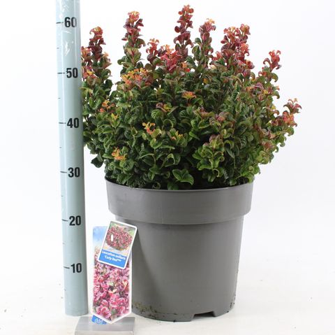 Leucothoe axillaris 'Curly Red'