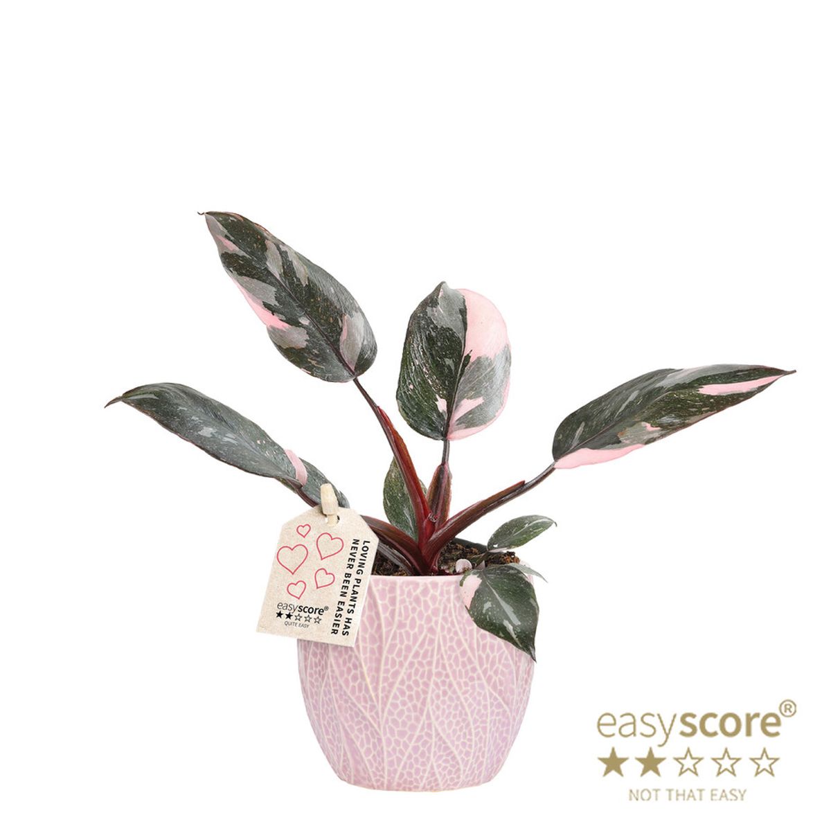succulent plant sale Echeveria 'Laui' 4