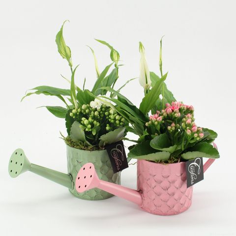 Arrangement Essentials