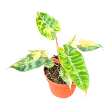 Philodendron billietiae 'Variegata'