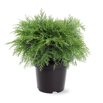 Chamaecyparis lawsoniana 'Globosa'