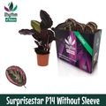 Calathea roseopicta SURPRISESTAR