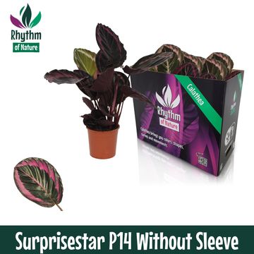 Calathea roseopicta SURPRISESTAR