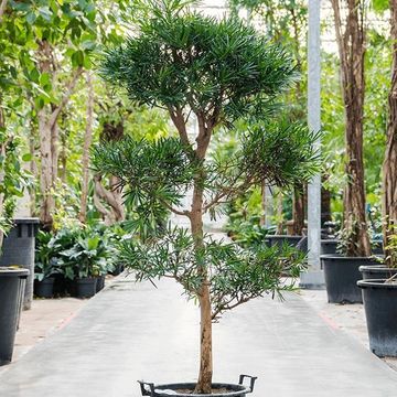 Podocarpus macrophyllus