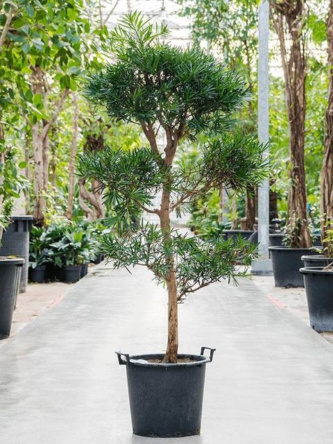 Podocarpus macrophyllus