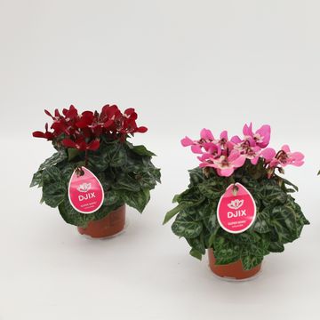 Cyclamen persicum SUPER SERIE DJIX MIX
