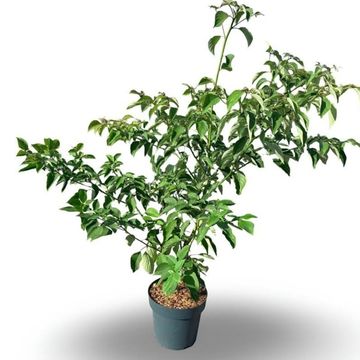 Cornus controversa